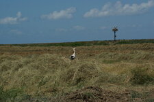 Cigogne