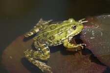 Grenouille verte