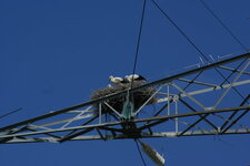Cigogne