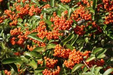 Pyracantha