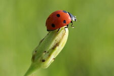 Coccinella septempunctata