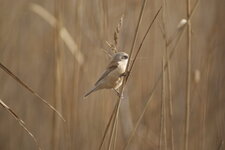 Rémiz penduline dans la roselière