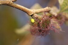 Araniella cucurbitina