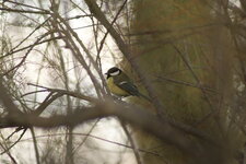 Mésange chabonnière