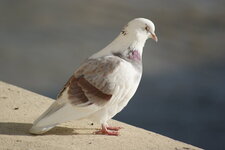Pigeon