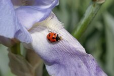 Hippodamia sp.