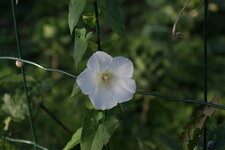 Liseron des Haies : Calystegia sepium