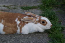 Lapin - Oryctolagus