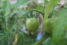 Fruit de Tomate : Solanum lycopersicum
