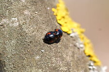 Brumus quadripustulatus