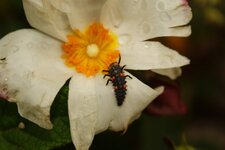 Larve de Coccinella