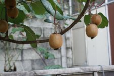 Fruit de Actinidia de Chine (kiwier) _ Actinidia chinensis
