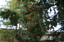 Fruit de If commun _ Taxus baccata
