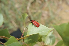 Cardinal