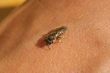 Abeille solitaire