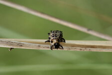 Larve de Chrysomèle sp.
