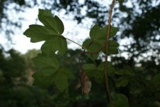 Erable champêtre - Acer campestre