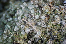 Lichen