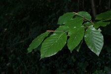 Hêtre - Fagus sylvatica