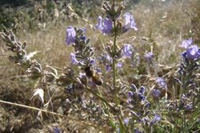 Abeille sur lavande en fleur