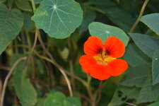 Fleur de Capucine - Tropaeolum majus