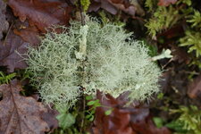 Lichen
