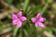 Fleurs d