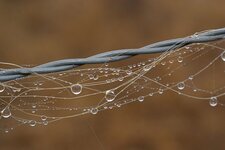 Crin de cheval, gouttes d