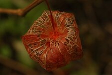 Physalis