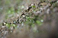 Sphaigne et microalgues