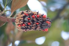 Graines de magnolia grandiflora