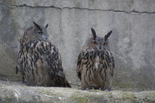 Hibou grand duc