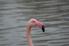 Flamant rose