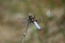 Libellula depressa
