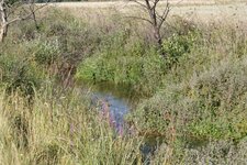 Canal de Vergières - Réserve Naturelle des Coussouls de Crau