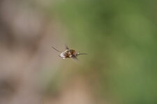 Bombyle
