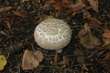Psalliote ou Agaric des forêts - Agaricus silvaticus