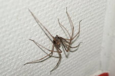 Araignée