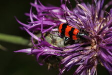 Clairon des abeilles