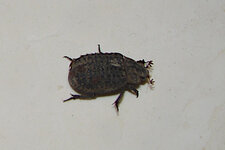 Larve ou insecte adulte ?