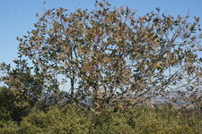 Pistachier térébinthe