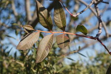 Pistachier térébinthe