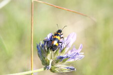 Mylabre variable