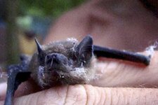 Chauve souris - Chiroptera