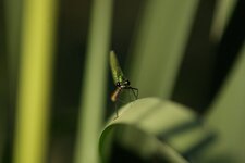 Demoiselle