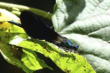 Damoiselle