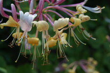 Fleur de chèvrefeuille
