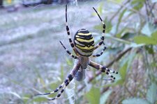 Argiope frelon 