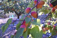 Abricots, les bergerons - Prunus armeniaca