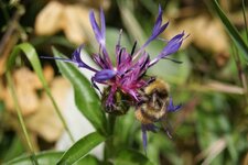 Centaurée des montagnes - centaurea montana L.